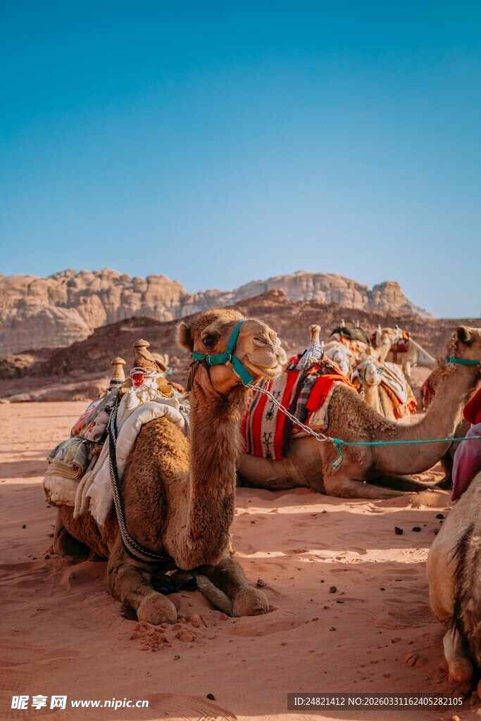 沙漠中的骆驼群