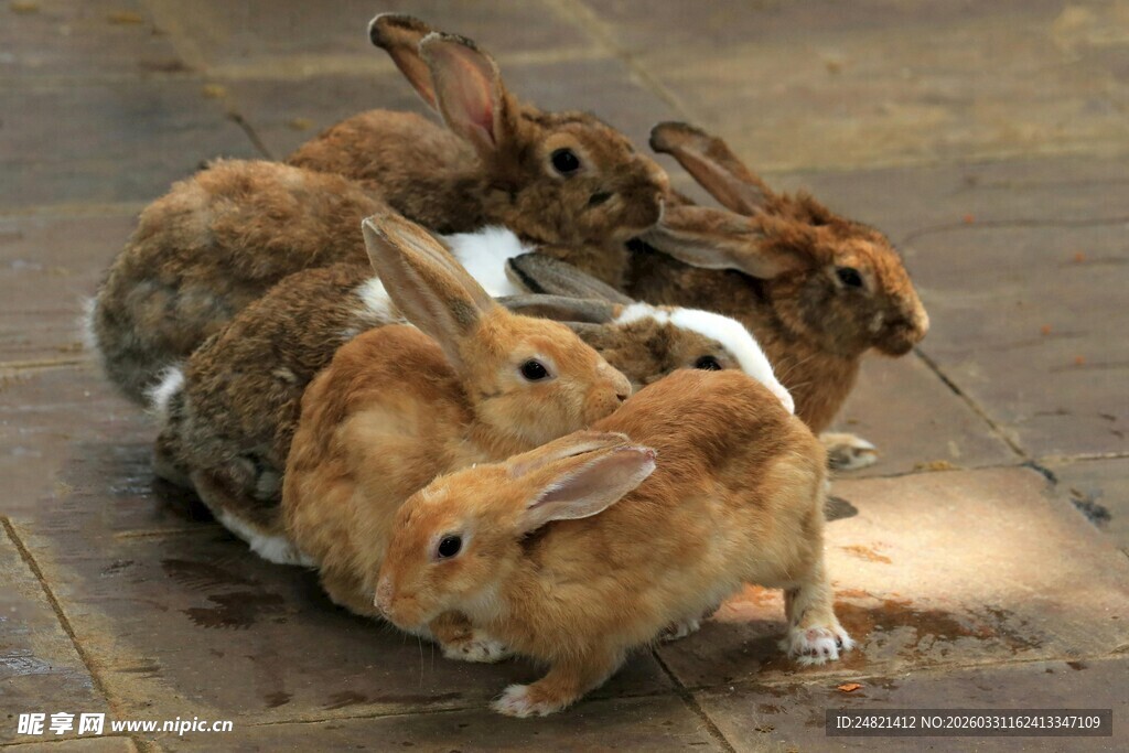 一群兔子依偎在一起