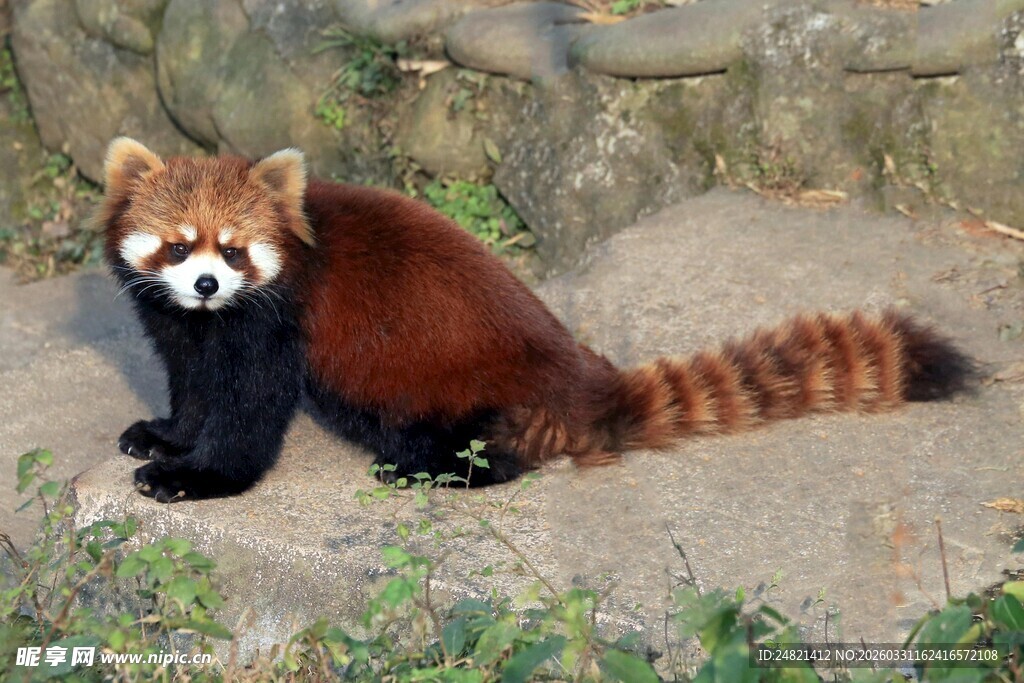 可爱小熊猫蹲坐于石上