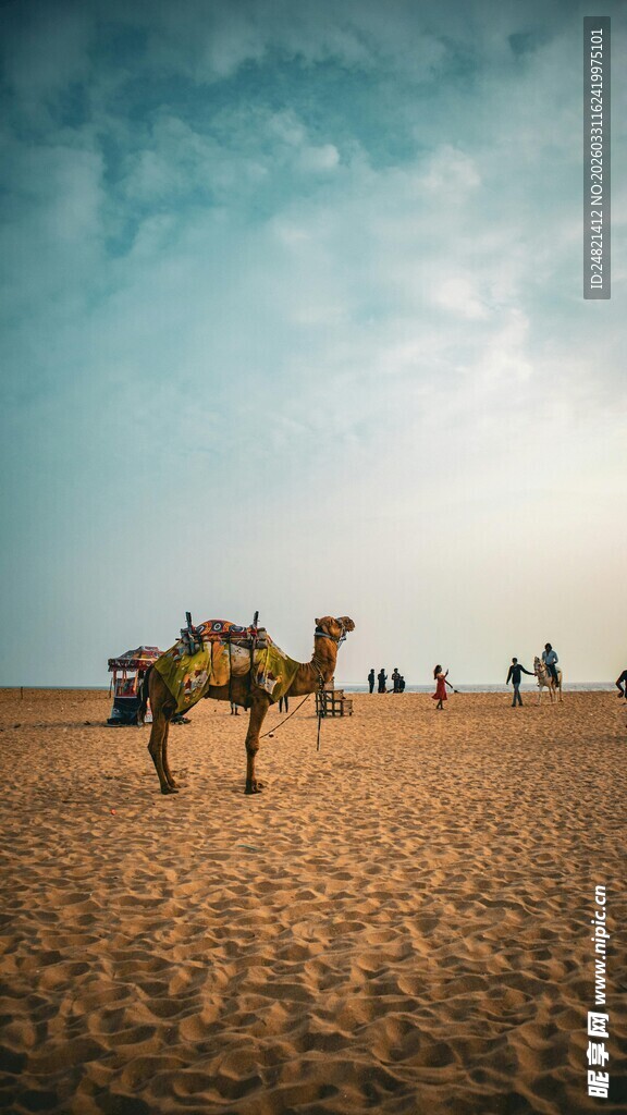 沙漠中的骆驼队风景