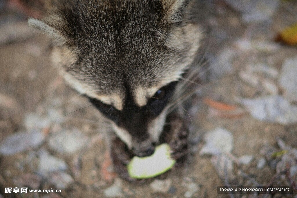 浣熊低头进食瞬间