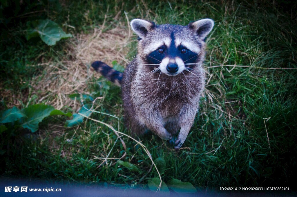 草地上的可爱浣熊