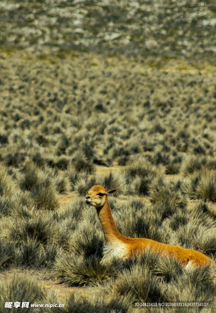 草原上的优雅羚羊