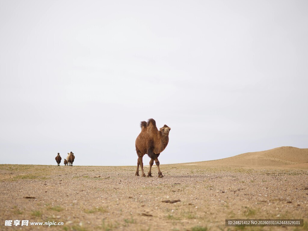 沙漠中的骆驼母子身影