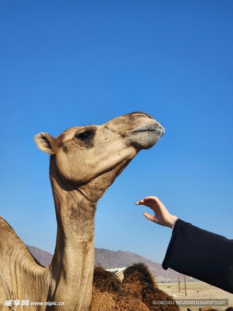 手喂骆驼的温馨瞬间