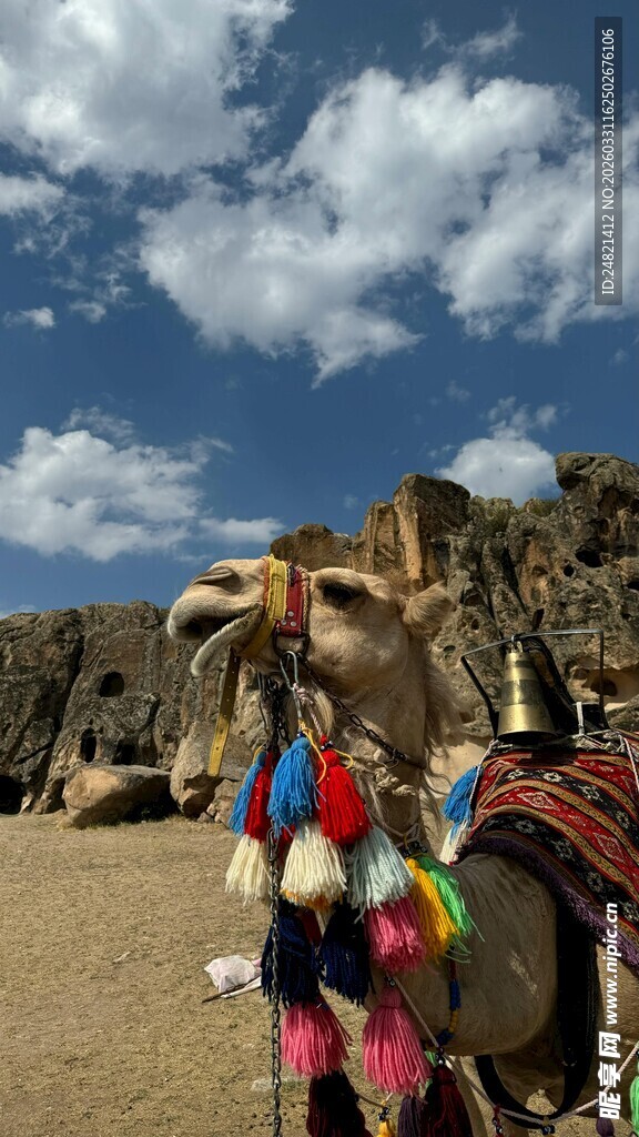 沙漠中装饰多彩的骆驼