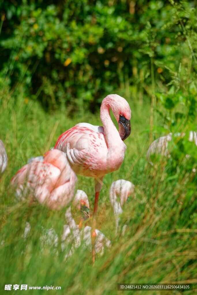 草地上的粉色火烈鸟