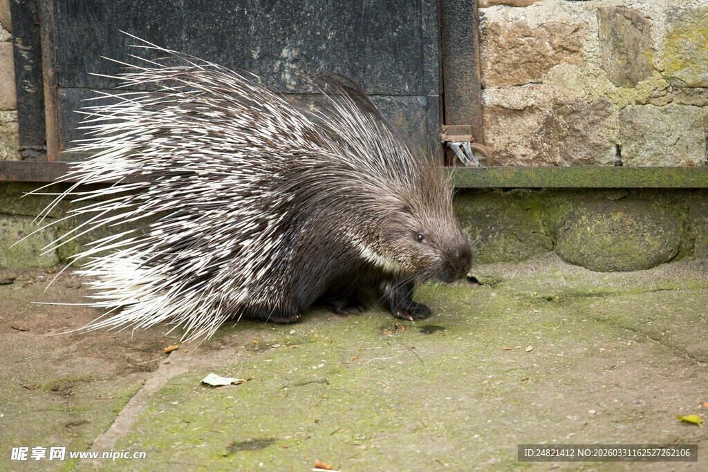地面上的一只豪猪
