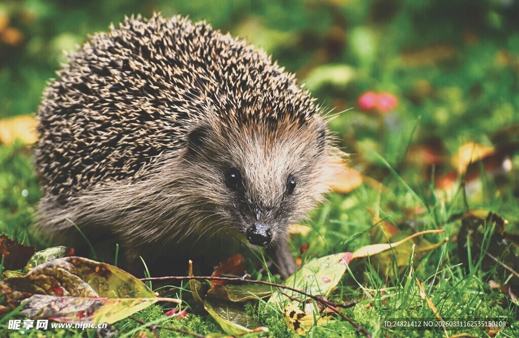 草地上的小刺猬