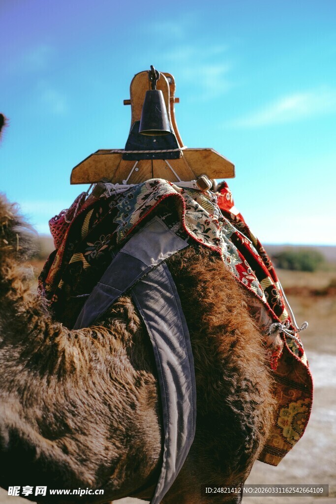 骆驼特写