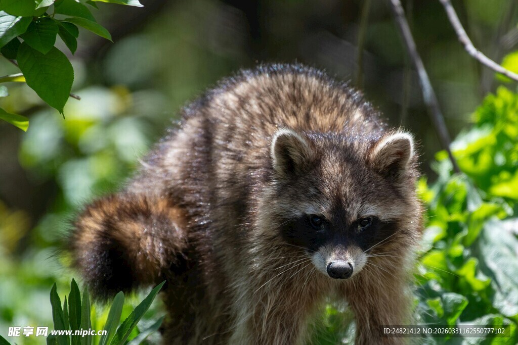 森林中的小浣熊