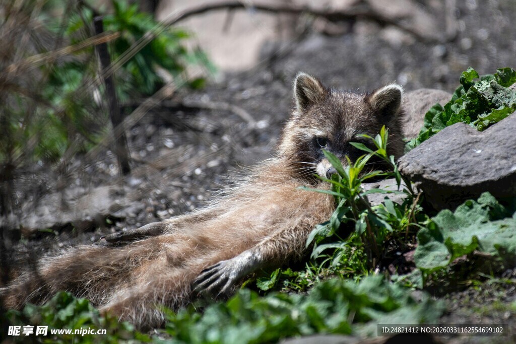 林间休憩的小狐狸