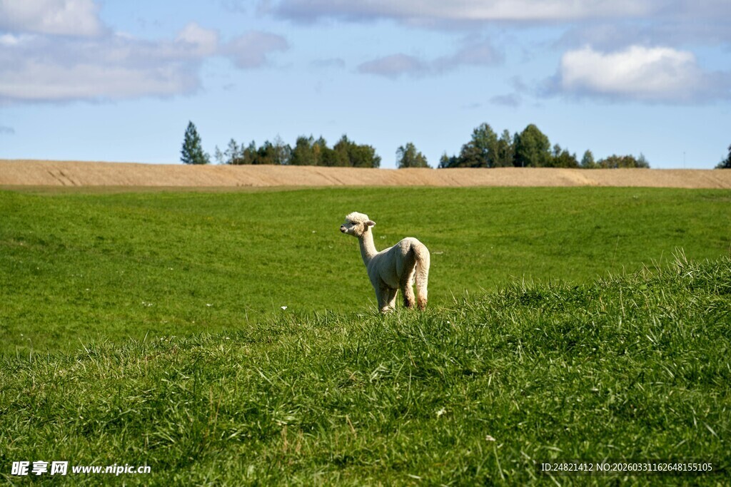 田野中站立的可爱小狗