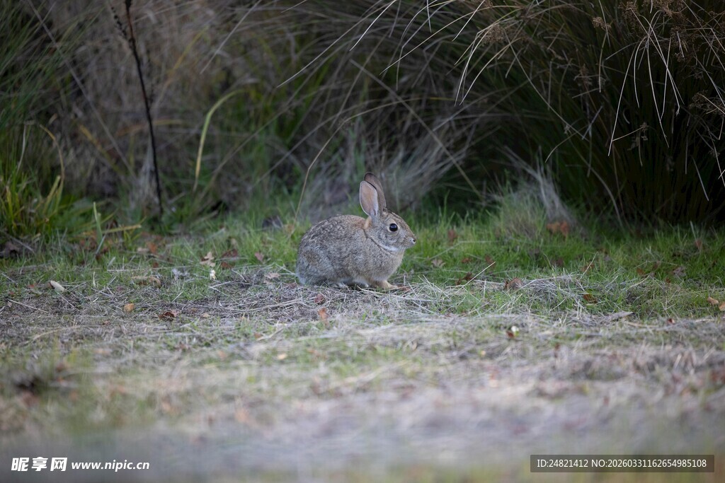 草丛中的野兔