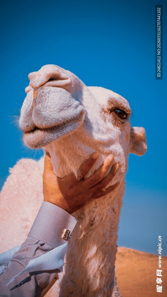 沙漠中的骆驼特写