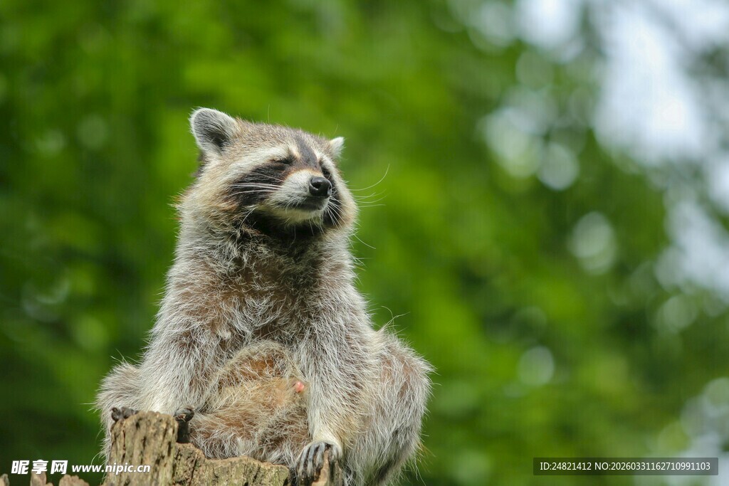 树上的浣熊