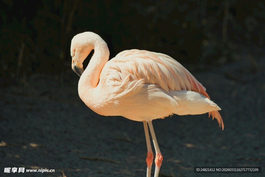 单只火烈鸟优雅站立