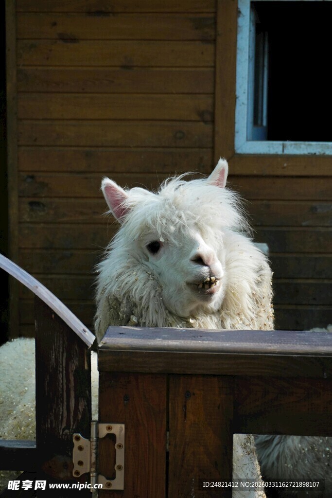 可爱羊驼探头望