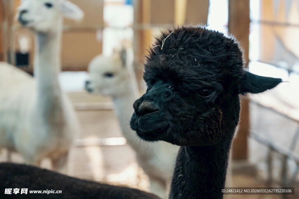 黑羊驼与同伴的可爱瞬间