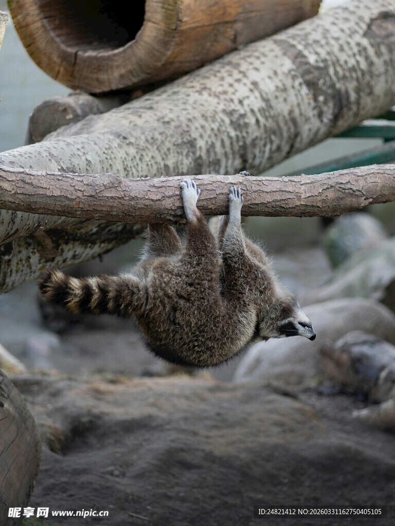 倒挂树枝的浣熊
