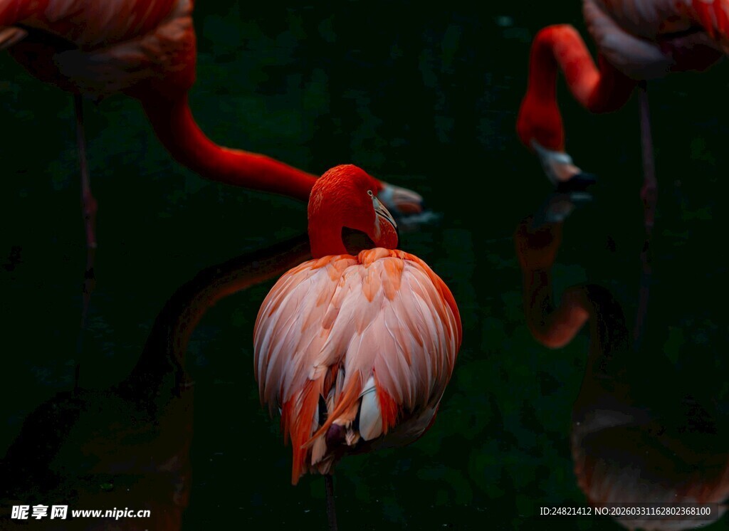 优雅火烈鸟展示美丽身姿