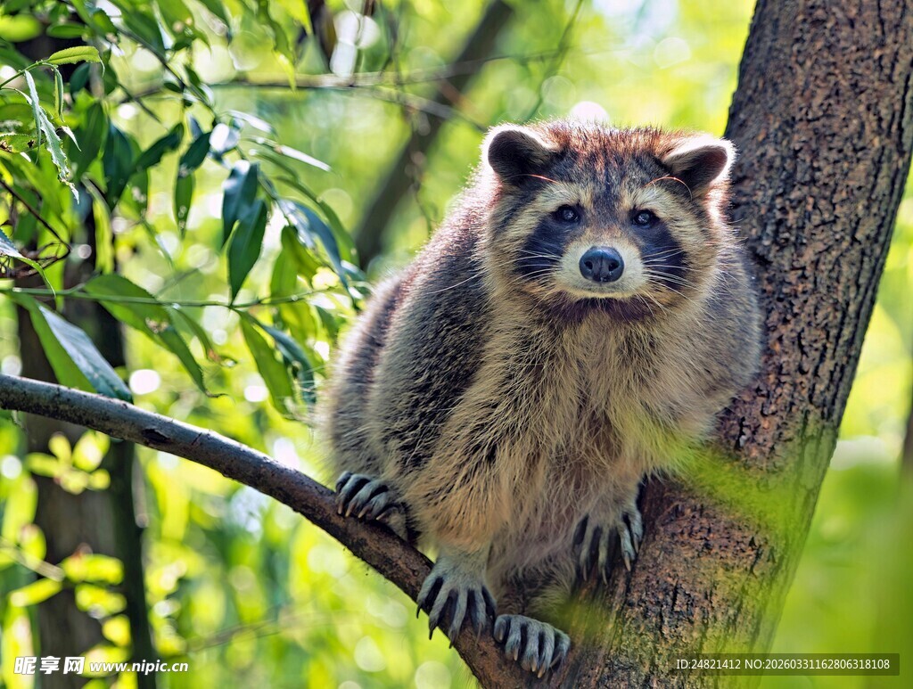树上的浣熊
