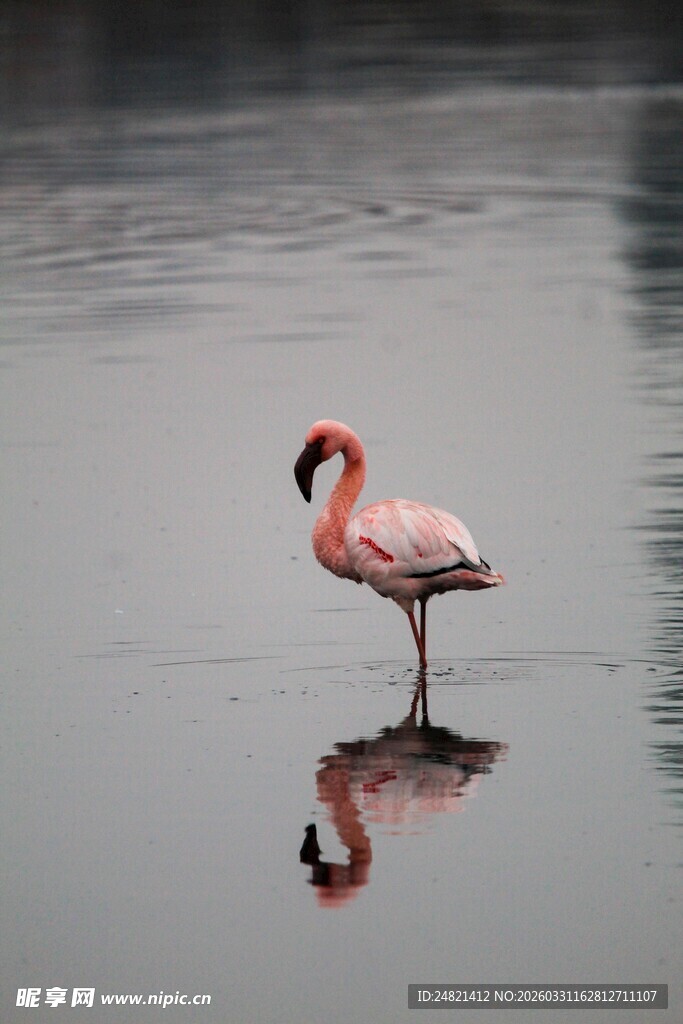 单只火烈鸟立于平静水面