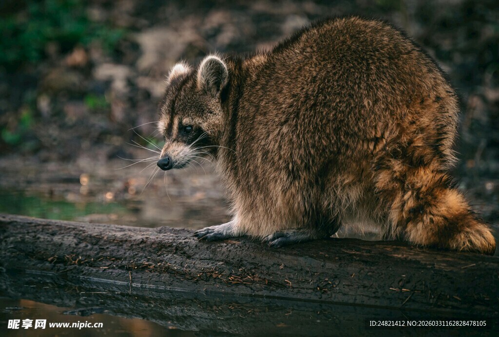 浣熊蹲坐于木头上