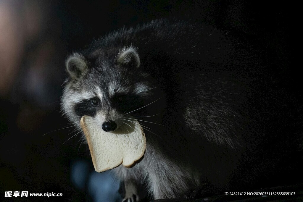 可爱浣熊手持物品