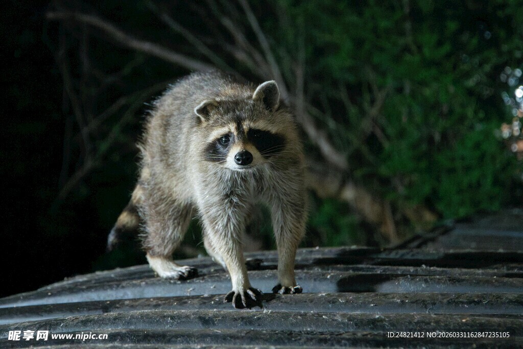 夜间行走的浣熊