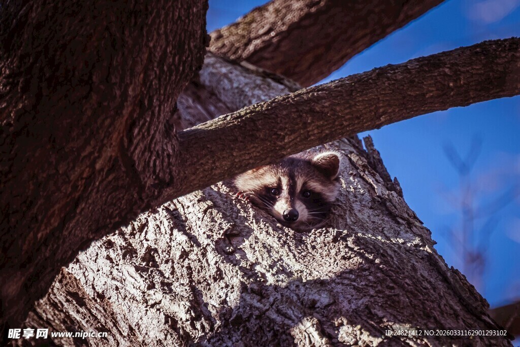树洞中窥探的浣熊