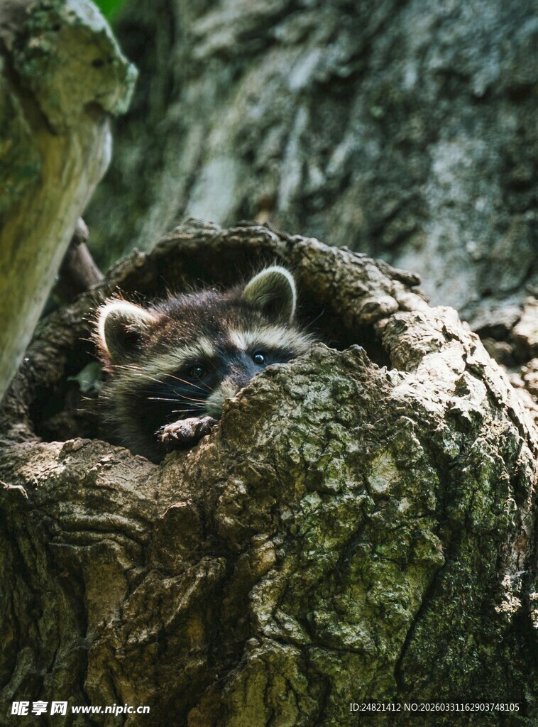 树洞中休憩的浣熊