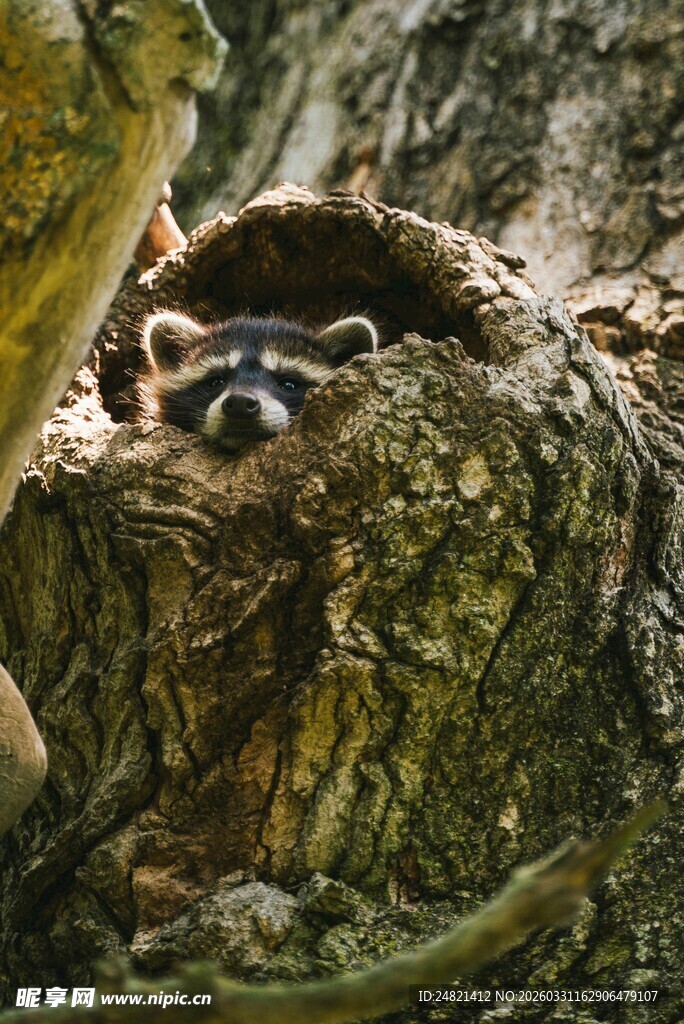 树洞中躲藏的小动物