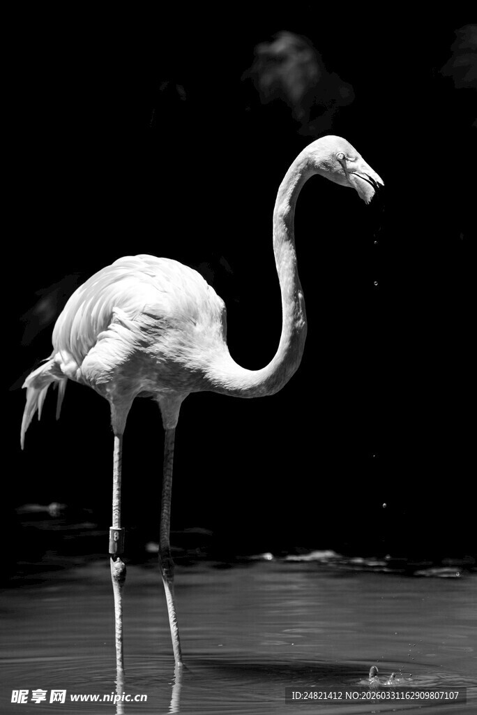 单只火烈鸟优雅站立水中