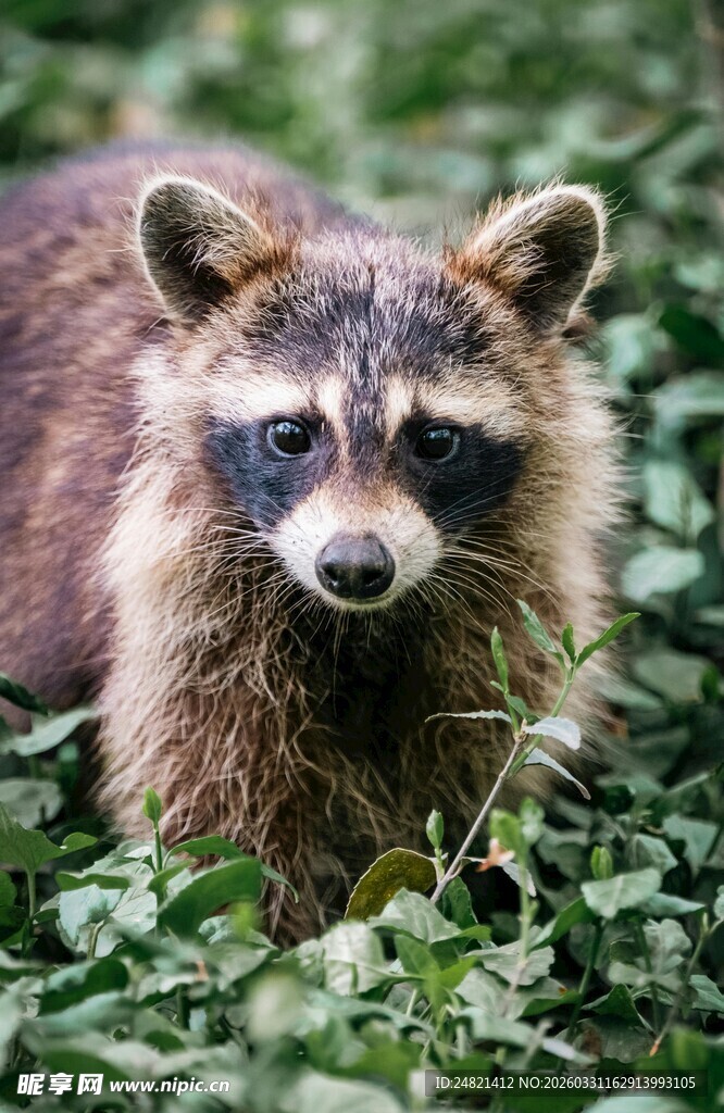 草丛中的可爱浣熊
