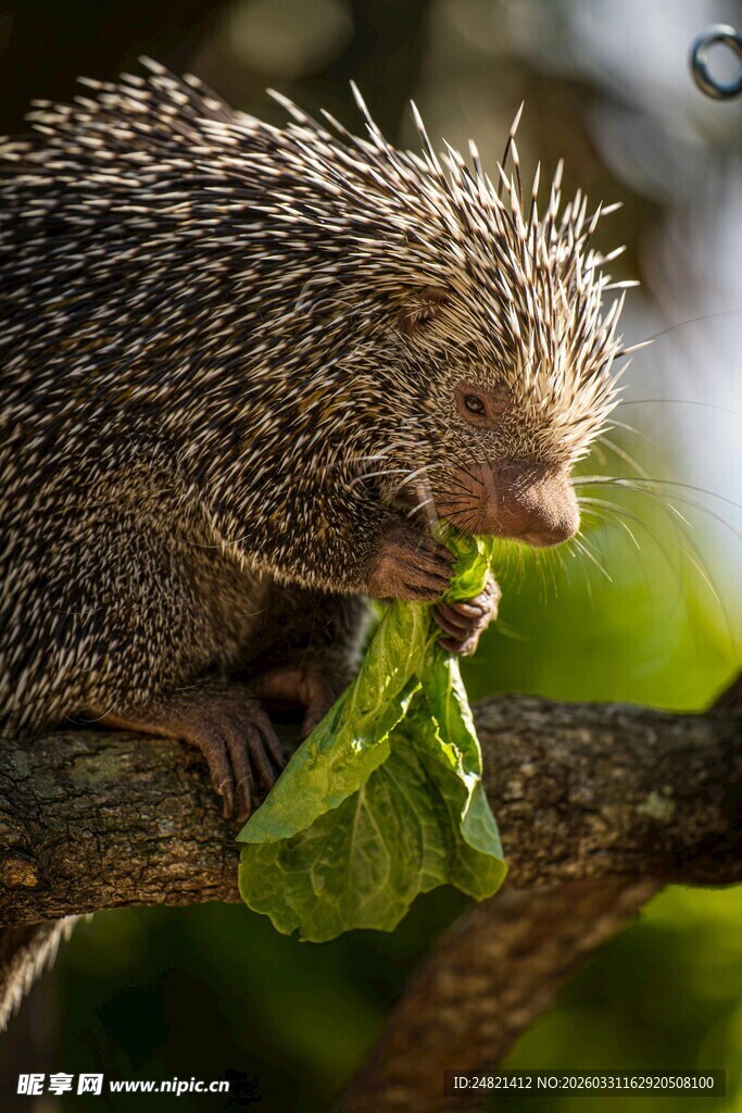 树枝上进食的小刺猬