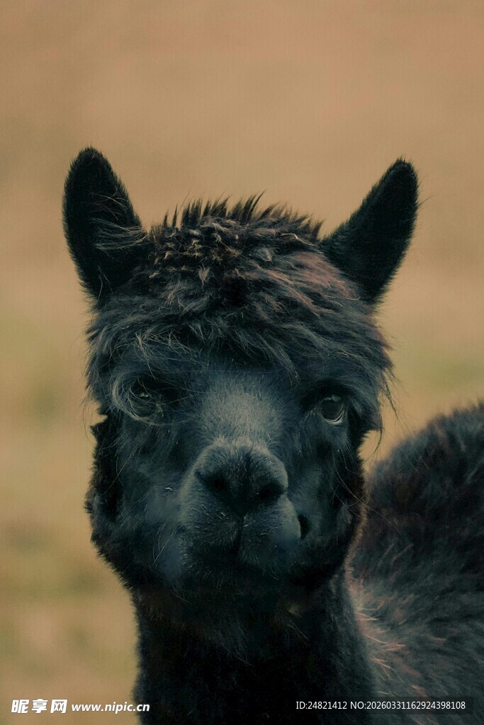可爱黑羊驼特写