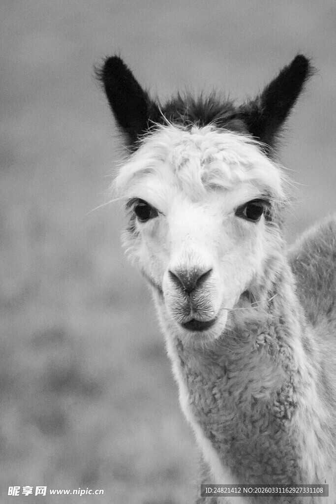 可爱羊驼特写