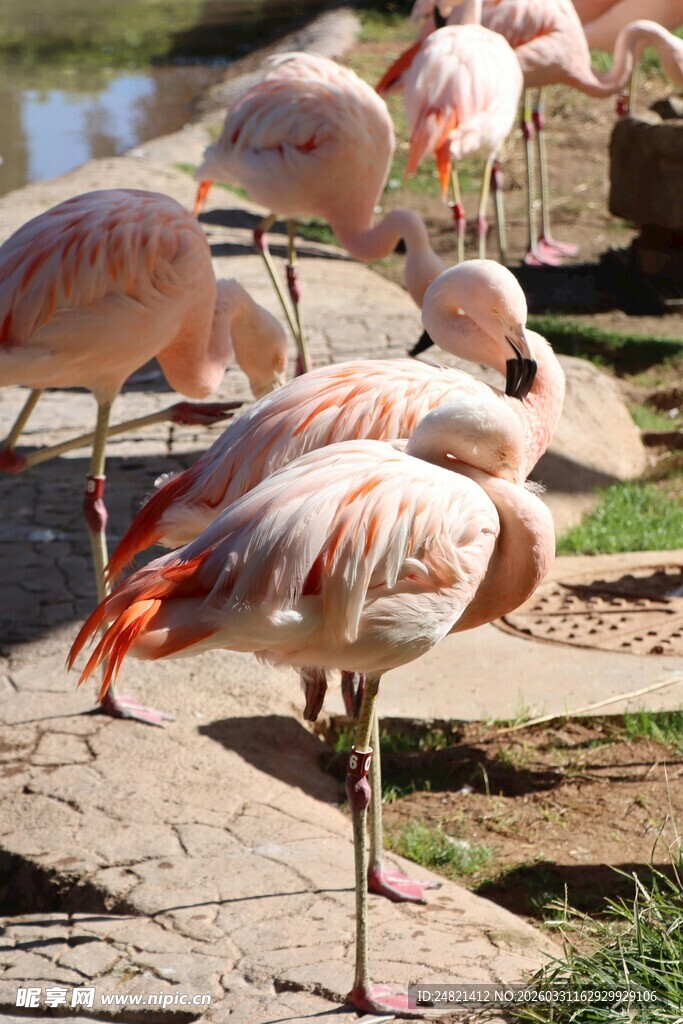 优雅火烈鸟于岸边休憩