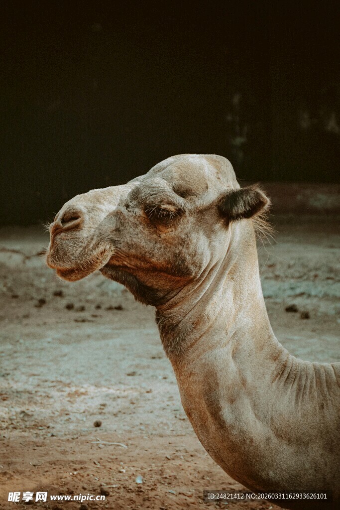 沙漠之舟骆驼特写