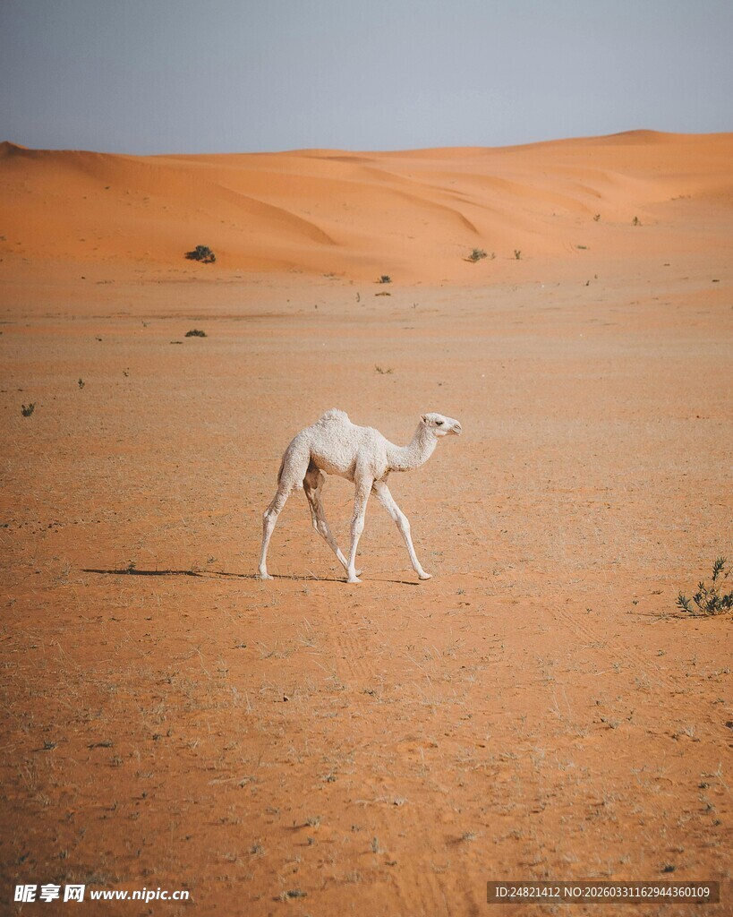 沙漠中独行的白色骆驼