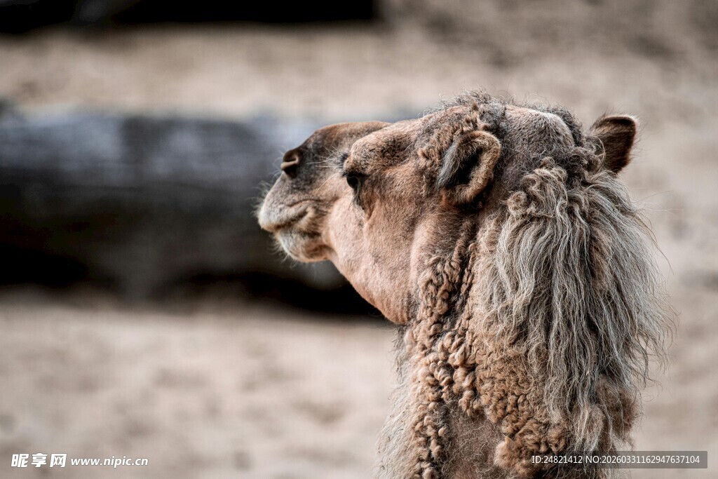 骆驼特写