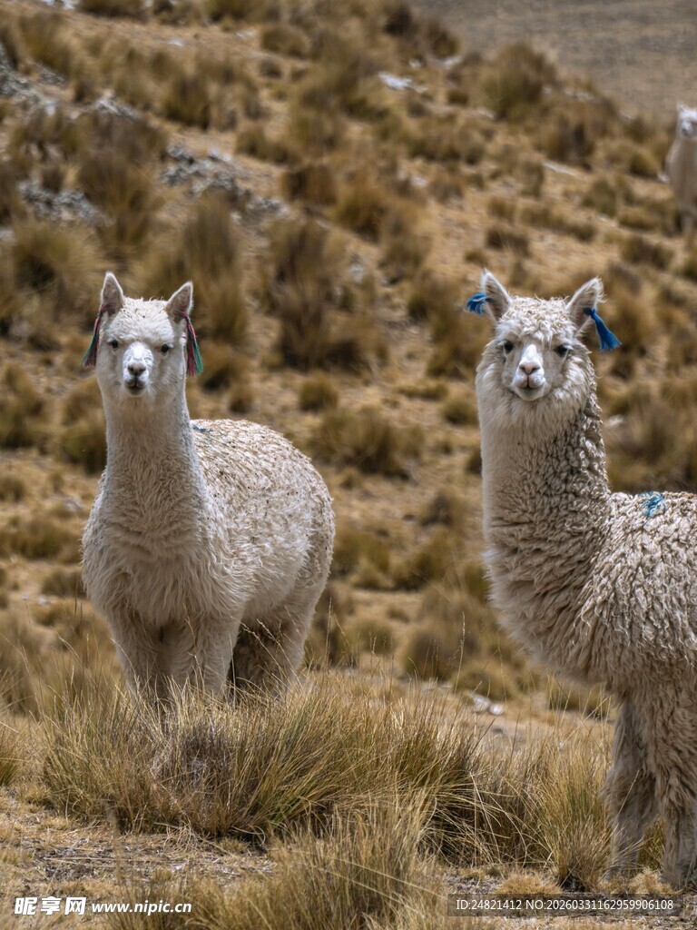 草原上的三只可爱羊驼