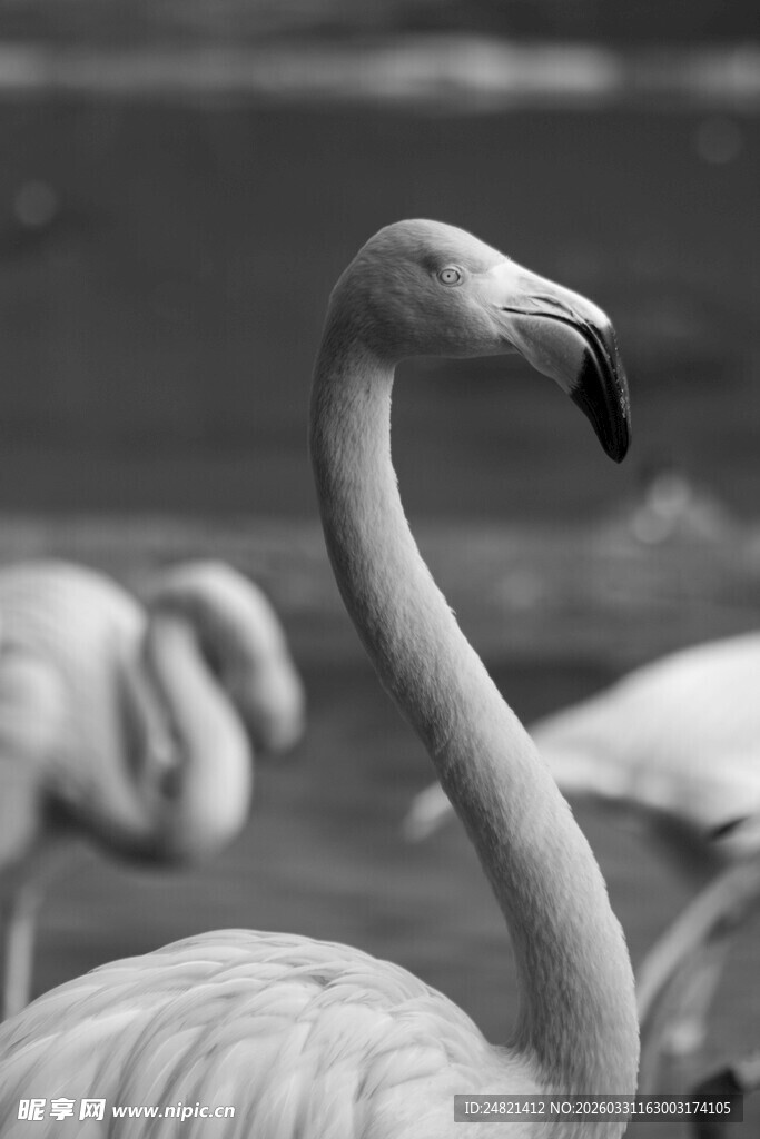 优雅火烈鸟特写