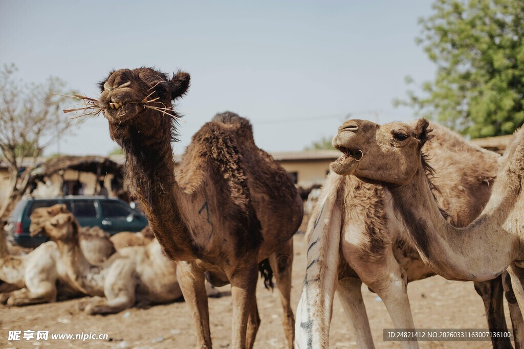 沙漠中的骆驼群
