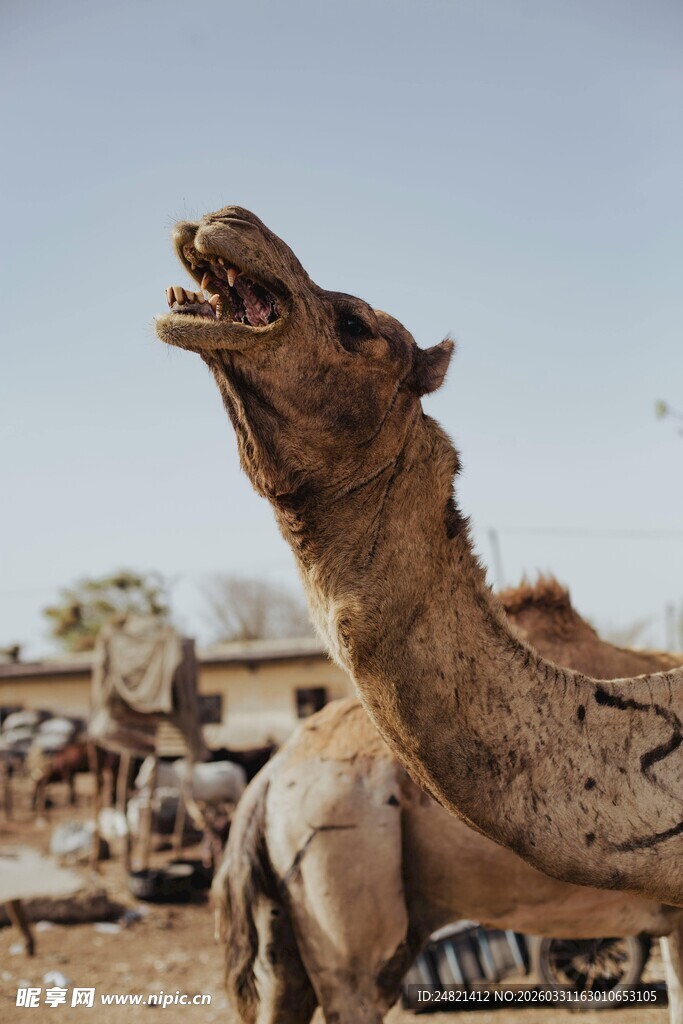张嘴的骆驼