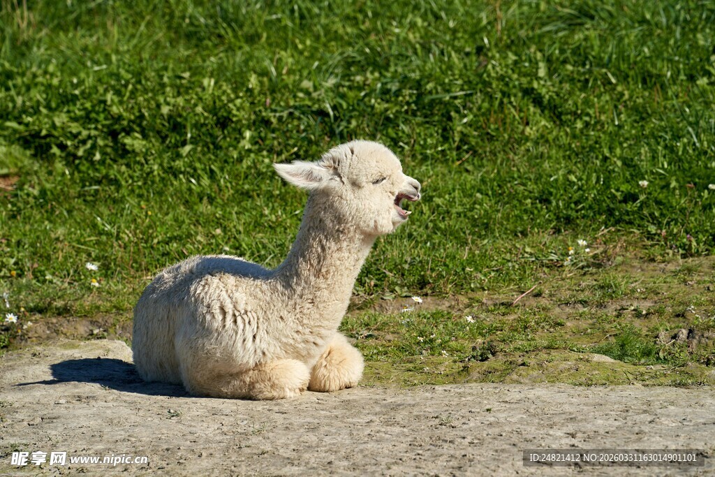 草地上的可爱小羊摆件