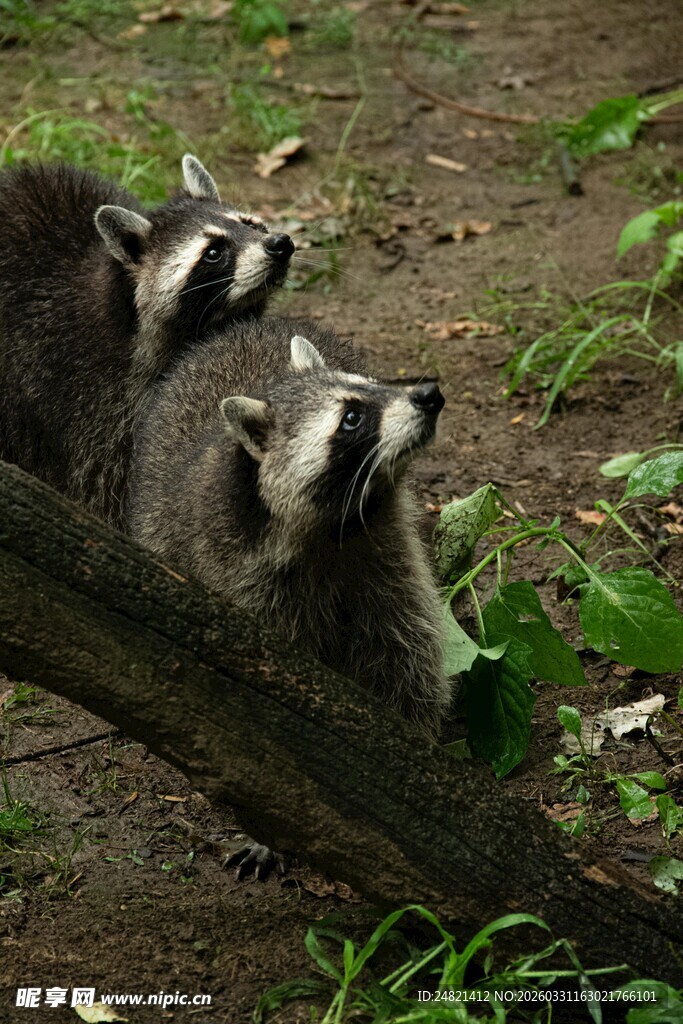 三只浣熊趴于树干上