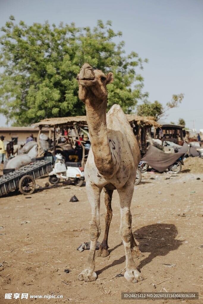 沙漠中的单峰骆驼