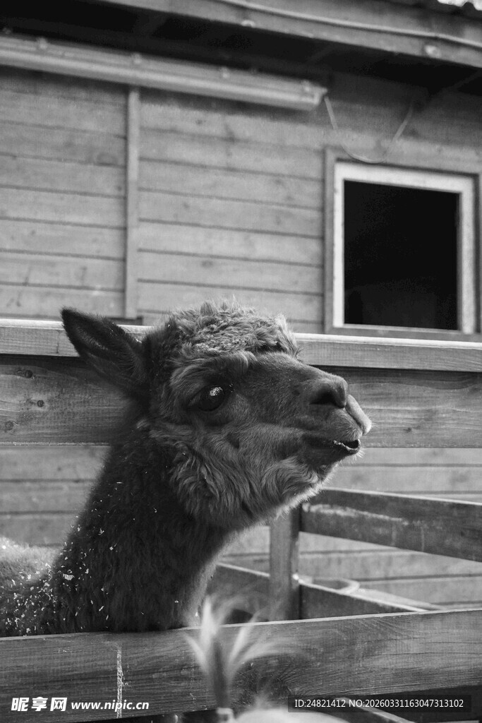 可爱羊驼于木屋旁张望